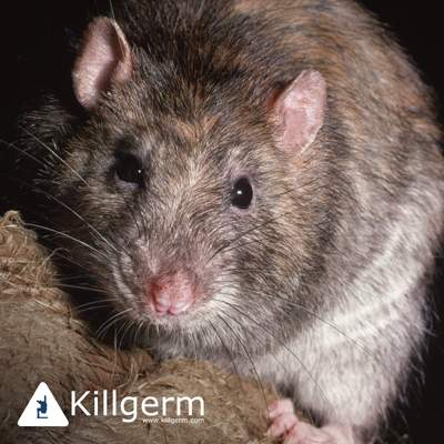 Rodents and Others - PreventaPest Limited