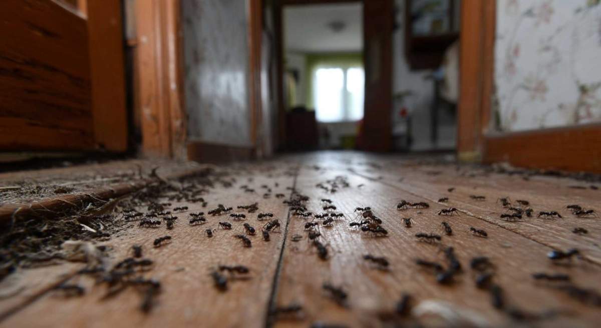 Ants - PreventaPest Limited