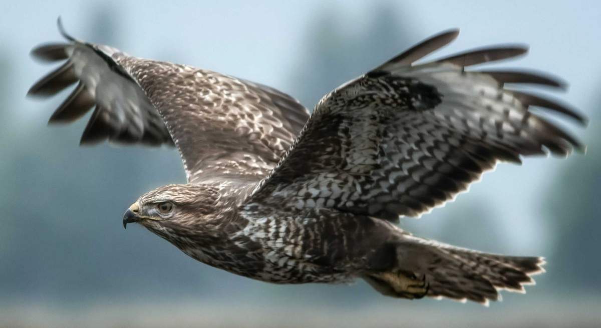 Bird Control With Birds of Prey - PreventaPest Limited