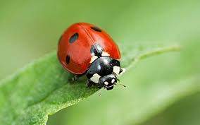 Ladybirds - PreventaPest Limited