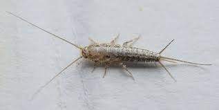 Silverfish - PreventaPest Limited