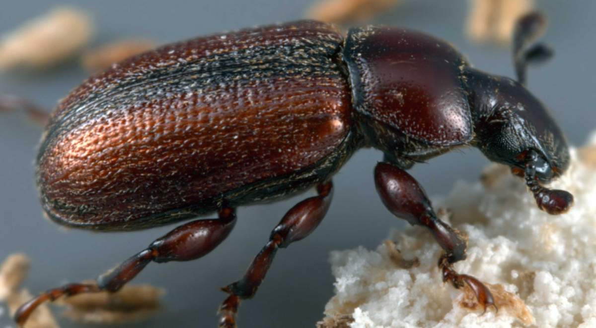 Crawling Insects - PreventaPest Limited