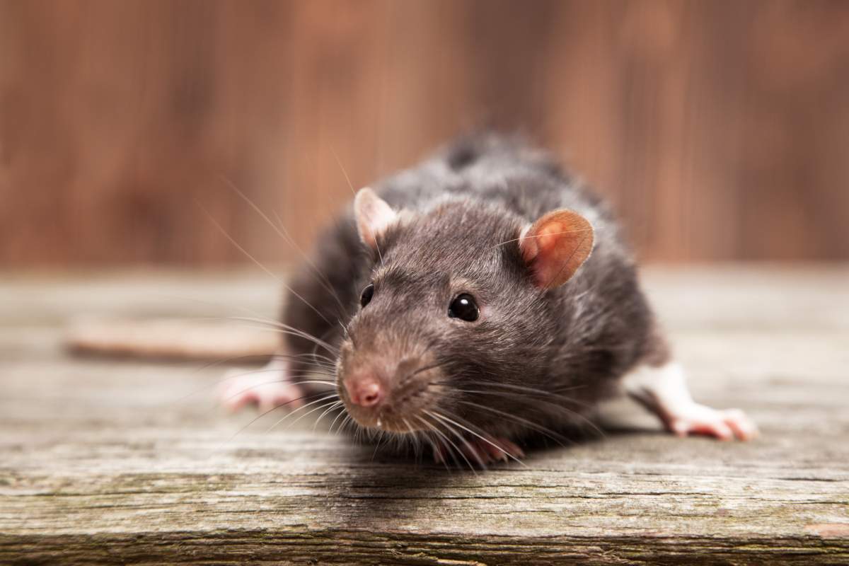 Signs of Rodent Activity - PreventaPest Limited