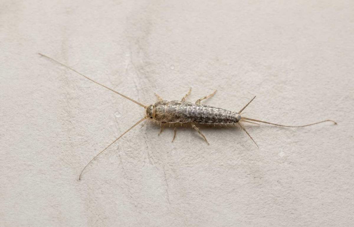Silverfish - PreventaPest Limited