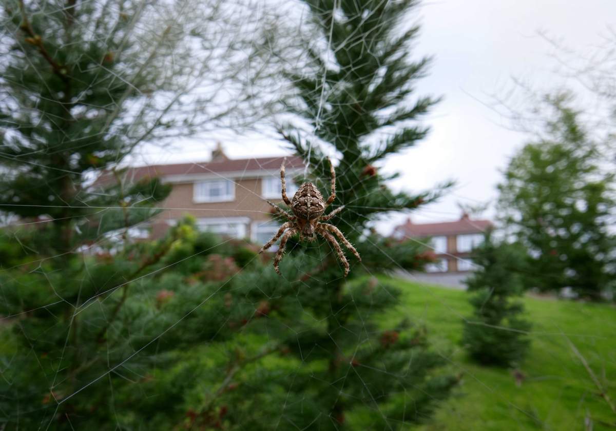 Spiders - PreventaPest Limited