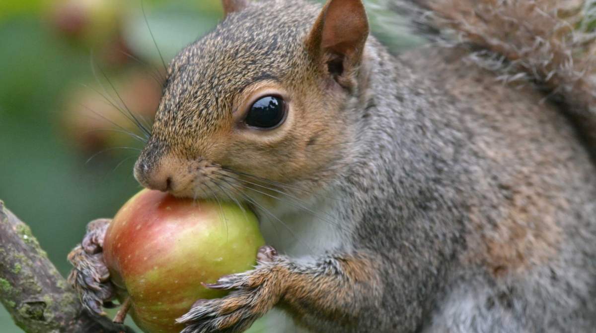 Squirrels - PreventaPest Limited