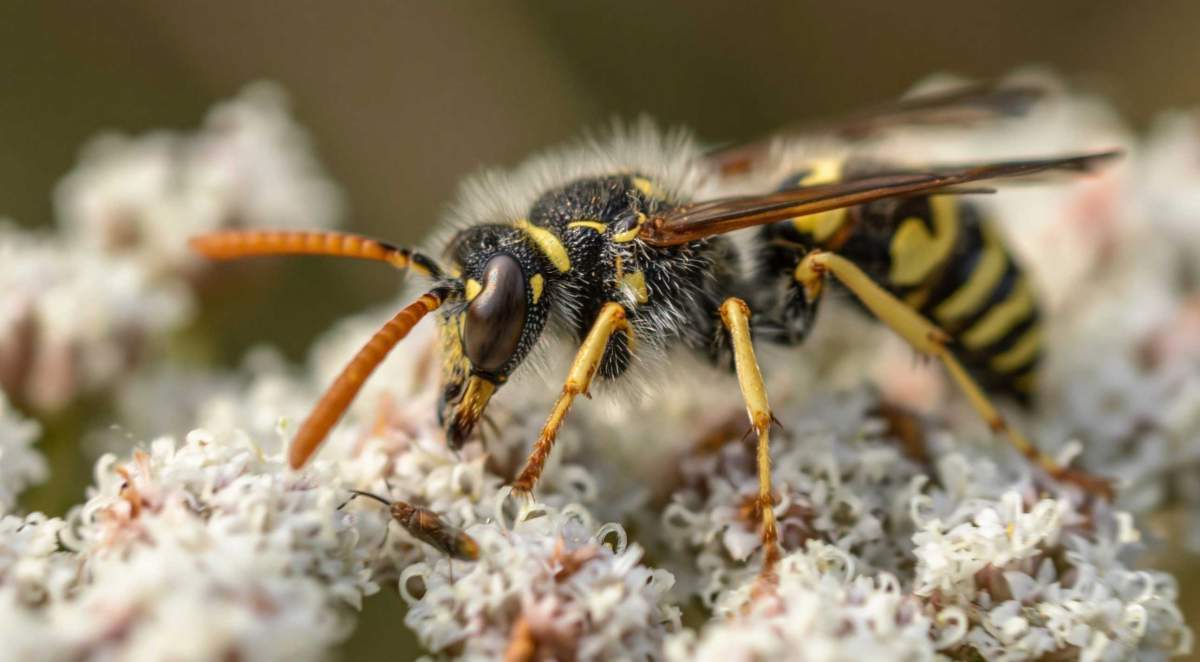 Wasps - PreventaPest Limited
