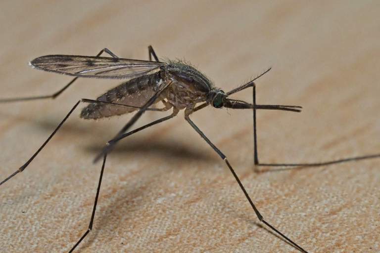 How to Have an Insect-Free BBQ: Your Ultimate Guide