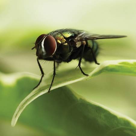 7 Effective Tips to Keep Flies Out of Your Home