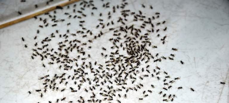 The Ultimate Guide to Keeping Ants Away: Customer-Friendly Tips and Tricks