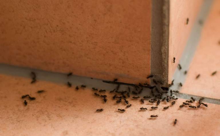 How to Keep Ants Out of Your Home