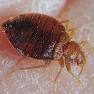 How to Check for Bed Bugs in Your Hotel Room