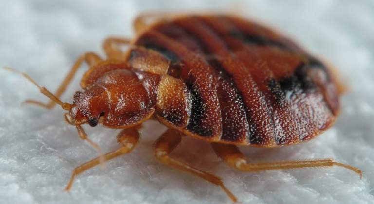 How to Check for Bed Bugs in Your Hotel Room