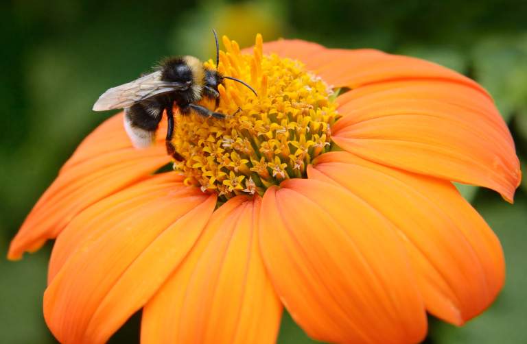 Why Bees Matter and How to Help Them Safely