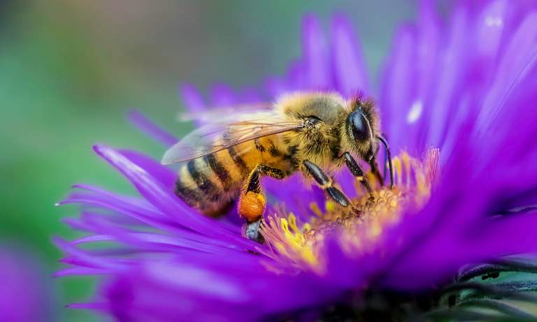 Eco Friendly way bout Bees and why they are so good for the world