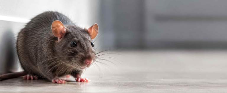 What Environmental Health Looks For: Pest Control in Welsh Food Businesses