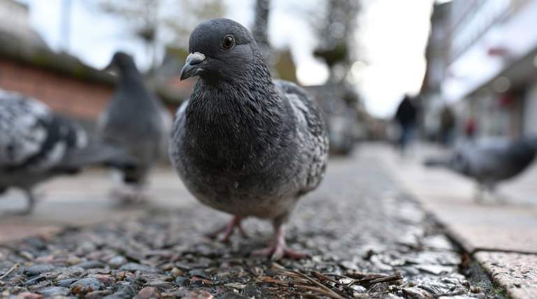 Pigeons – The Problem – The Solution