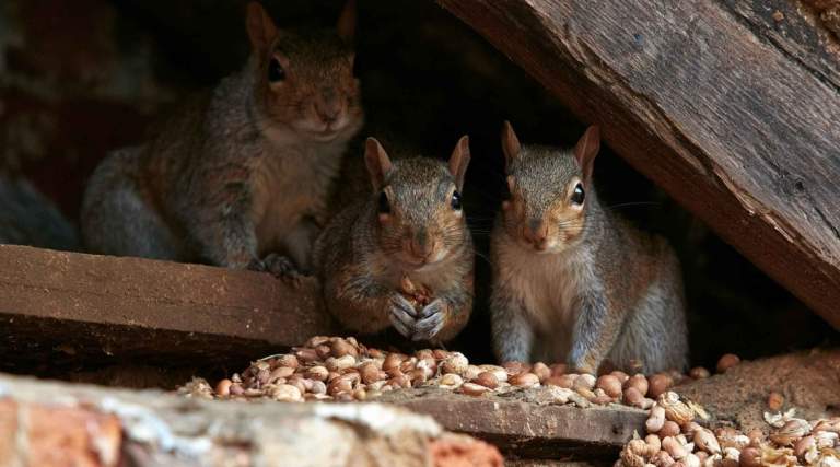 Squirrels in the Loft: That Scratching Is on a Deadline